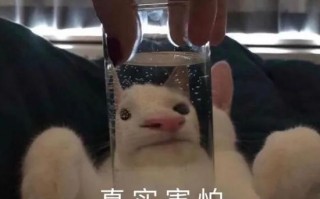 搞笑恋爱文案沙雕，搞笑恋爱文案沙雕短句