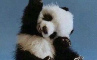 恶搞熊猫模型视频，恶搞熊猫模型视频大全