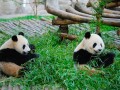 熊猫园游玩攻略，熊猫园游玩攻略大全